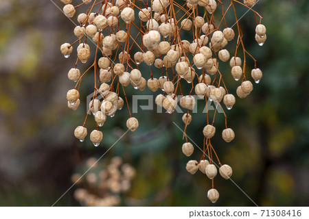Melia fruit during the rain. Melia azedarach or chinaberry tree. Melia fruit during the rain. Melia azedarach or chinaberry tree. 71308416
