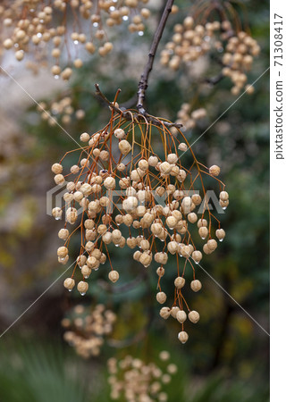 Melia fruit during the rain. Melia azedarach or chinaberry tree. Melia fruit during the rain. Melia azedarach or chinaberry tree. 71308417