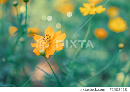 Selective focus of beautiful colorful flowers with summer bokeh background.vintage color style. Selective focus of beautiful colorful flowers with summer bokeh background.vintage color style. 71308418