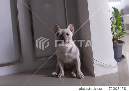 Little french bulldog smile and look at camera Little french bulldog smile and look at camera 71308458