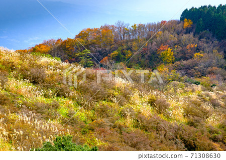 Autumn leaves near the summit of Mt. Yamato Katsuragi Autumn leaves near the summit of Mt. Yamato Katsuragi 71308630
