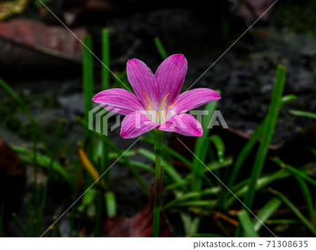 lily flower blooming in the garden lily flower blooming in the garden 71308635