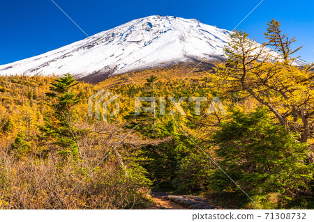 《Yamanashi Prefecture》 Autumn Mt. Fuji / Yellow leaves backyard 《Yamanashi Prefecture》 Autumn Mt. Fuji / Yellow leaves backyard 71308732