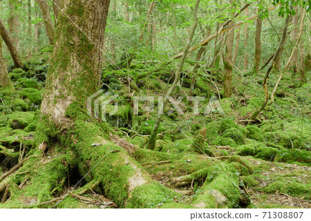 Aokigahara Jukai scenery Yamanashi prefecture Aokigahara Jukai scenery Yamanashi prefecture 71308807
