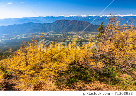 《Yamanashi Prefecture》 Golden larch and yellow leaves in the backyard 《Yamanashi Prefecture》 Golden larch and yellow leaves in the backyard 71308988
