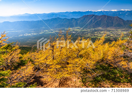 《Yamanashi Prefecture》 Golden larch and yellow leaves in the backyard 《Yamanashi Prefecture》 Golden larch and yellow leaves in the backyard 71308989