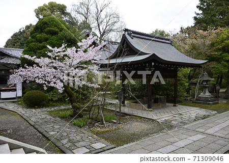 神谷屋神社（宮城神社）櫻花 71309046