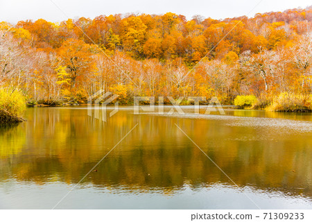 龜池高原紅葉高原的秋葉 龜池高原紅葉高原的秋葉 71309233