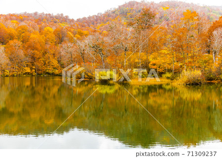 龜池高原紅葉高原的秋葉 71309237