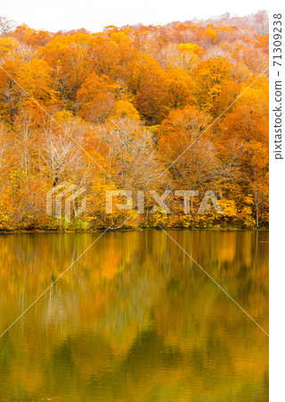 龜池高原紅葉高原的秋葉 71309238