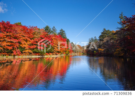 Autumn leaves reflected in Kumoba Pond, Karuizawa Town, Nagano Prefecture [Nagano Prefecture] 71309836