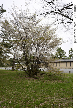 Sakura pine tree at the site of Kyoto gyoen Gakushuin Sakura pine tree at the site of Kyoto gyoen Gakushuin 71310083
