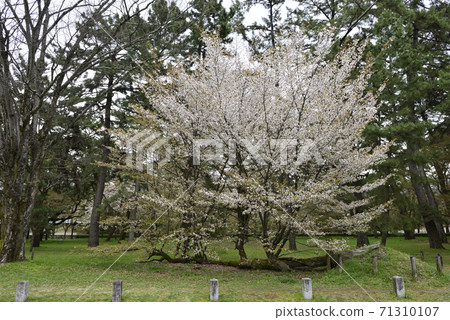 Sakura pine tree at the site of Kyoto gyoen Gakushuin Sakura pine tree at the site of Kyoto gyoen Gakushuin 71310107