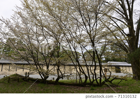 Sakura pine tree at the site of Kyoto gyoen Gakushuin Sakura pine tree at the site of Kyoto gyoen Gakushuin 71310132