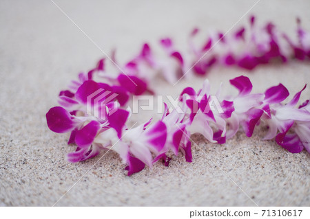 Ray of the beach Ray of the beach 71310617