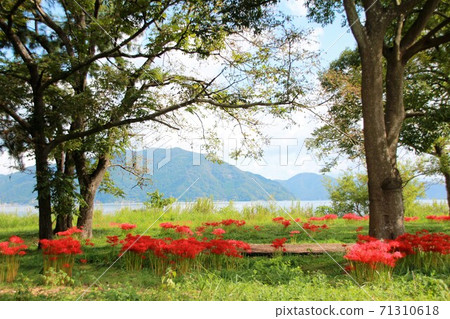 Cluster amaryllis blooming on the shore of Lake Biwa Cluster amaryllis blooming on the shore of Lake Biwa 71310618
