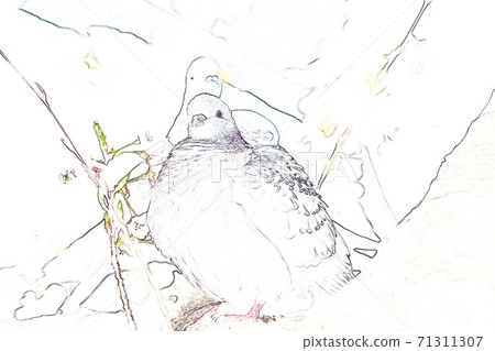 Illustration Sakura and Dove-9 Illustration Sakura and Dove-9 71311307
