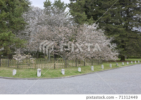 Kyoto Gyoen National Garden 71312449