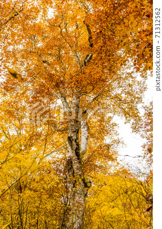 Kamike秋葉 71312562