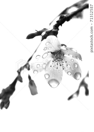 雨後的櫻花-1 71312587