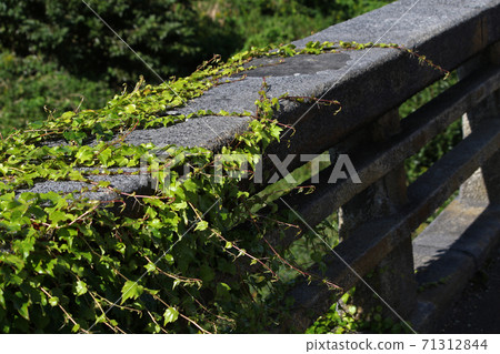 許多藤蔓纏繞在混凝土橋上 71312844