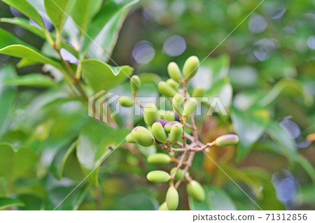Green spotted rat 71312856