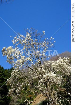 White magnolia blooming in the mountains in the blue sky [Tsukui, Sagamihara City, April] 71312936