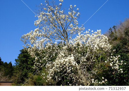 櫻山盛開的白M [相模原市築井市，4月] 71312937