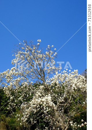 White magnolia blooming in Satoyama [Tsukui, Sagamihara City, April] 71312938