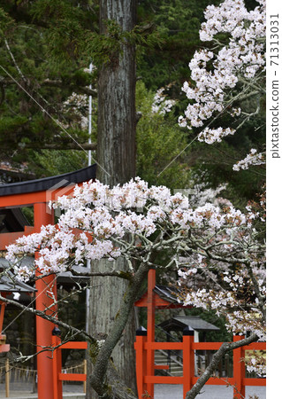 吉田神社幸運的櫻花樹 吉田神社幸運的櫻花樹 71313031