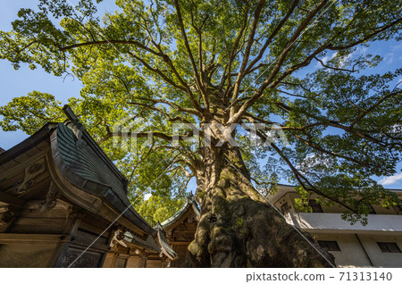 Dazaifu Tenmangu Palace couple Dazaifu Tenmangu Palace couple 71313140