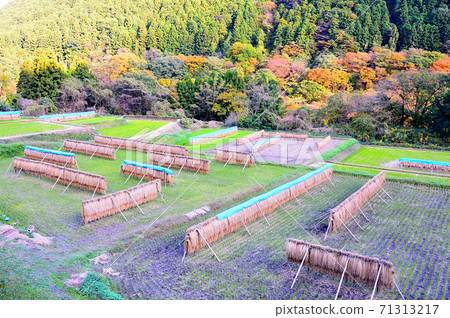 群馬縣黑one市的米幹（Hasakake） 71313217