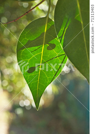 Ligustrum leaves seen through the sunlight 71313403