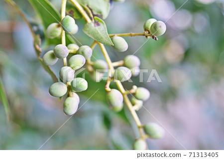 Green tow mimicip fruit Green tow mimicip fruit 71313405