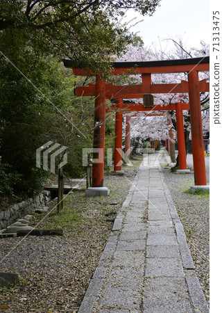 吉田神社,竹中稻成社,櫻花 吉田神社,竹中稻成社,櫻花 71313475