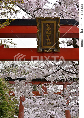 Yoshida Shrine Setsumatsusha Takenaka Inarisha Sakura Yoshida Shrine Setsumatsusha Takenaka Inarisha Sakura 71313483