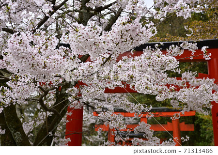 Yoshida Shrine Setsumatsusha Takenaka Inarisha Sakura 71313486