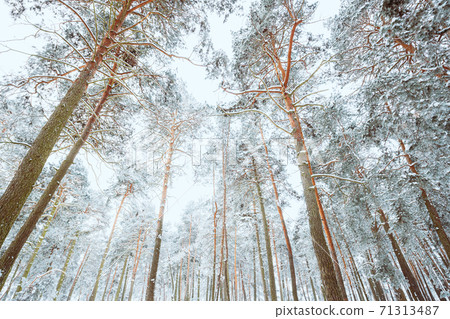 Snow Covered Pine Forest. Frosted Trees Frozen Trunks Woods In Winter Snowy Coniferous Forest Landscape Snow Covered Pine Forest. Frosted Trees Frozen Trunks Woods In Winter Snowy Coniferous Forest Landscape 71313487