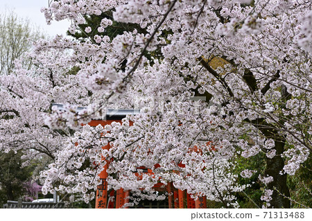 吉田神社,竹中稻成社,櫻花 吉田神社,竹中稻成社,櫻花 71313488
