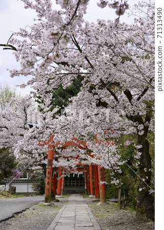 Yoshida Shrine Setsumatsusha Takenaka Inarisha Sakura 71313490