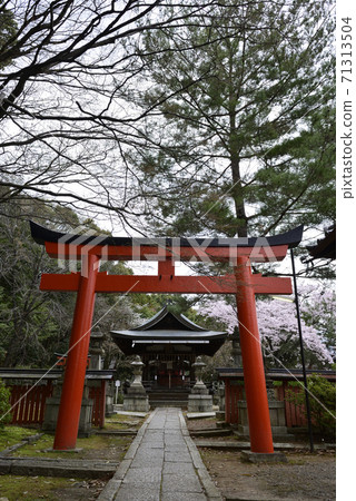 吉田神社,竹中稻成社,櫻花 吉田神社,竹中稻成社,櫻花 71313504