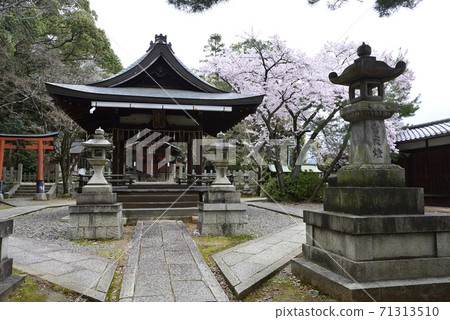 吉田神社,竹中稻成社,櫻花 吉田神社,竹中稻成社,櫻花 71313510