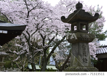 吉田神社,竹中稻成社,櫻花 吉田神社,竹中稻成社,櫻花 71313511