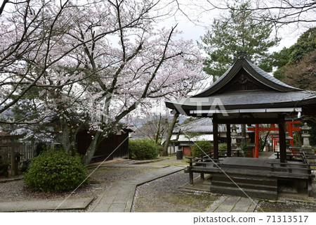 Yoshida Shrine Setsumatsusha Takenaka Inarisha Sakura 71313517
