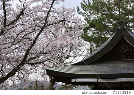 Yoshida Shrine Setsumatsusha Takenaka Inarisha Sakura 71313519