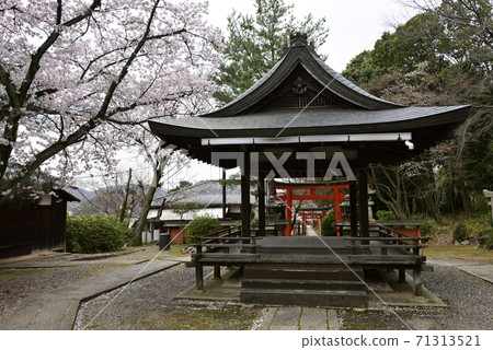 Yoshida Shrine Setsumatsusha Takenaka Inarisha Sakura 71313521