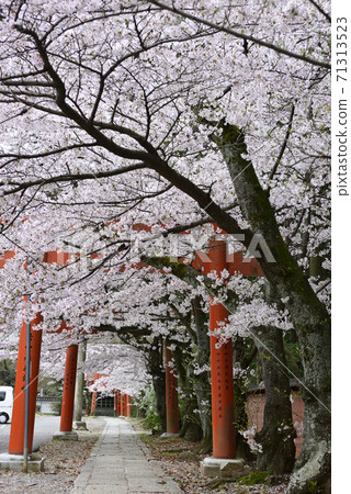 Yoshida Shrine Setsumatsusha Takenaka Inarisha Sakura 71313523