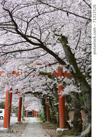 Yoshida Shrine Setsumatsusha Takenaka Inarisha Sakura 71313526