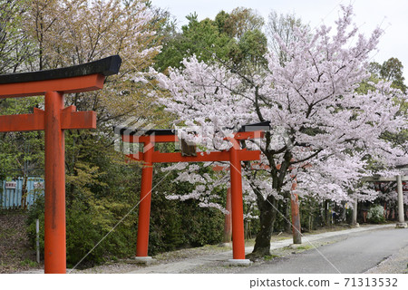吉田神社,竹中稻成社,櫻花 吉田神社,竹中稻成社,櫻花 71313532