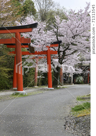 吉田神社,竹中稻成社,櫻花 吉田神社,竹中稻成社,櫻花 71313545